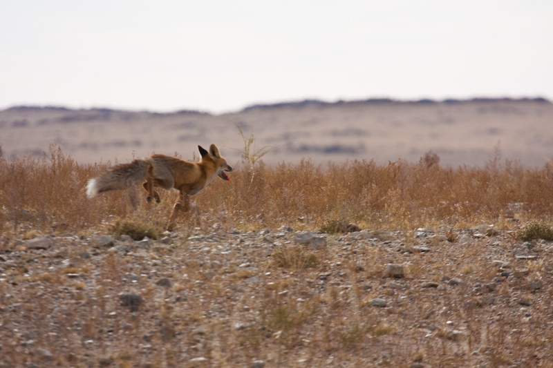 Red Fox